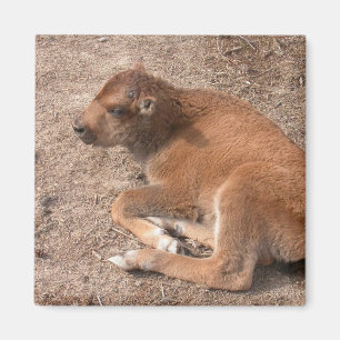 Aimant Bison Calf
