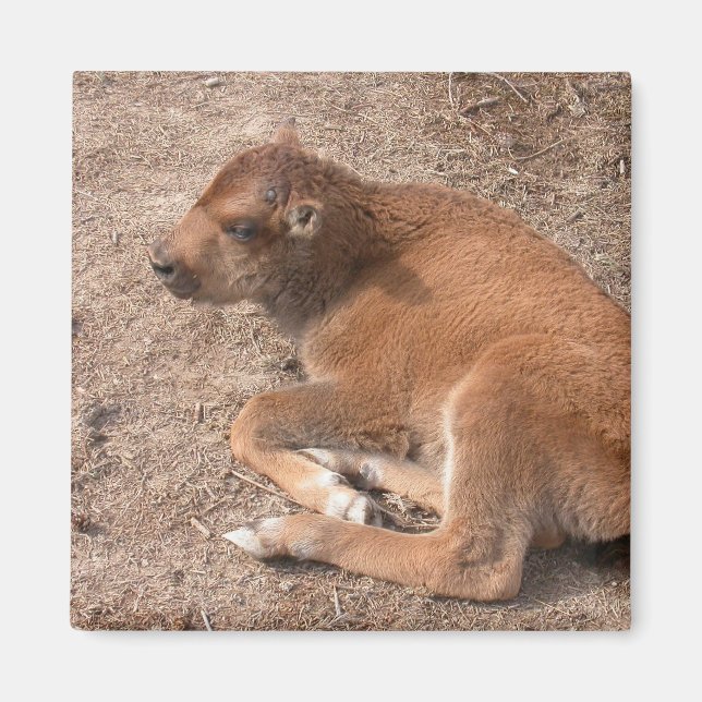 Aimant Bison Calf (Devant)