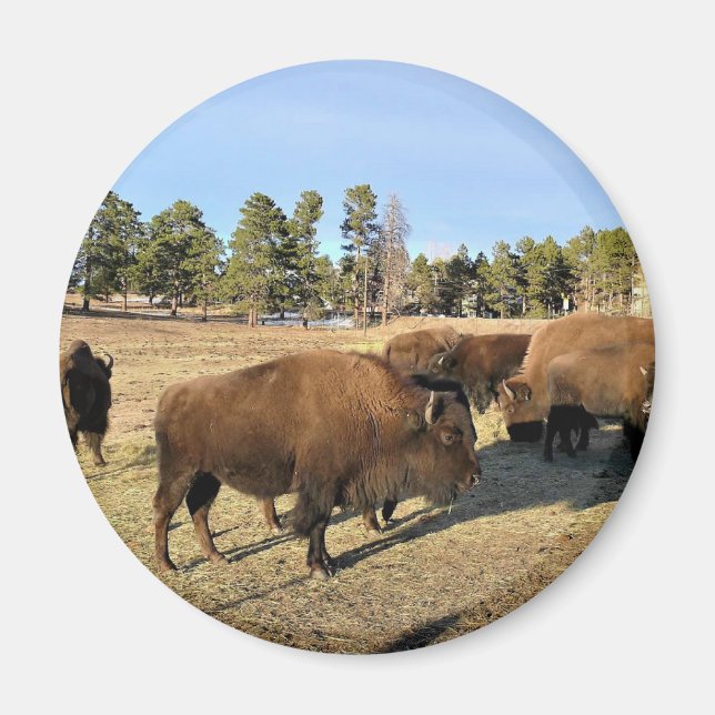 Aimant Bison dans le Colorado (Devant)