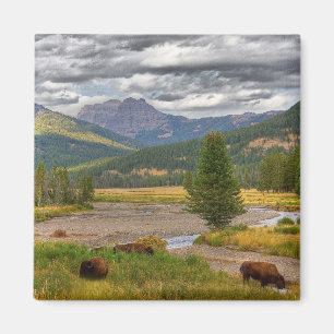 Aimant Bison de Yellowstone