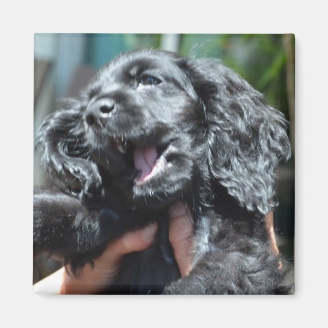 Aimant Black American Cocker Spaniel Puppy 10 semaines (Devant)
