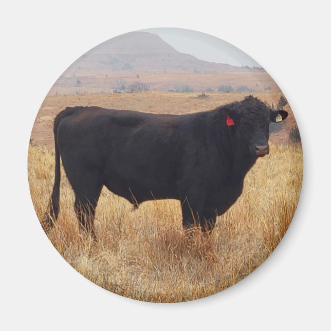 Aimant Black Angus Steer Grazing (Devant)