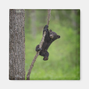 Aimant Black Bear Cub jouant sur le membre de l'arbre