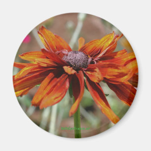Aimant Black Eyed Susan Flower Photonet