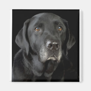 Aimant Black Labrador