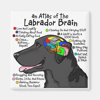 Aimant Black Labrador Brain Atlas