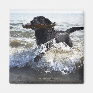Aimant Black Labrador qui traverse le surf,