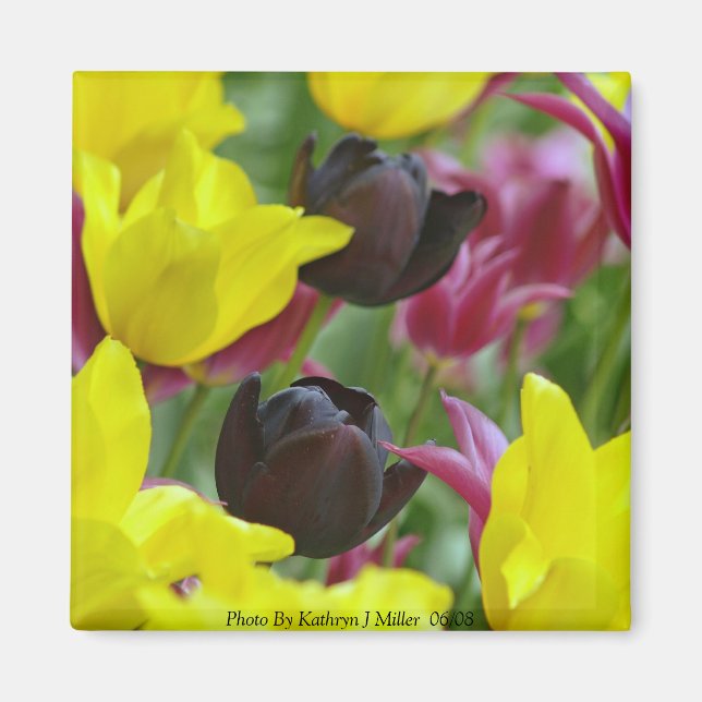 Aimant Black Tulips (Devant)