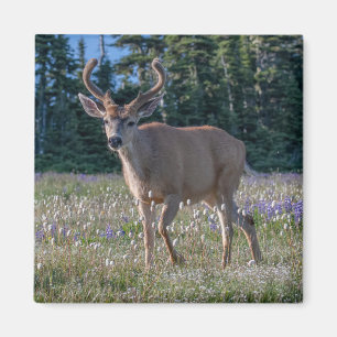 Aimant Blacktail Deer Buck   Parc national olympique