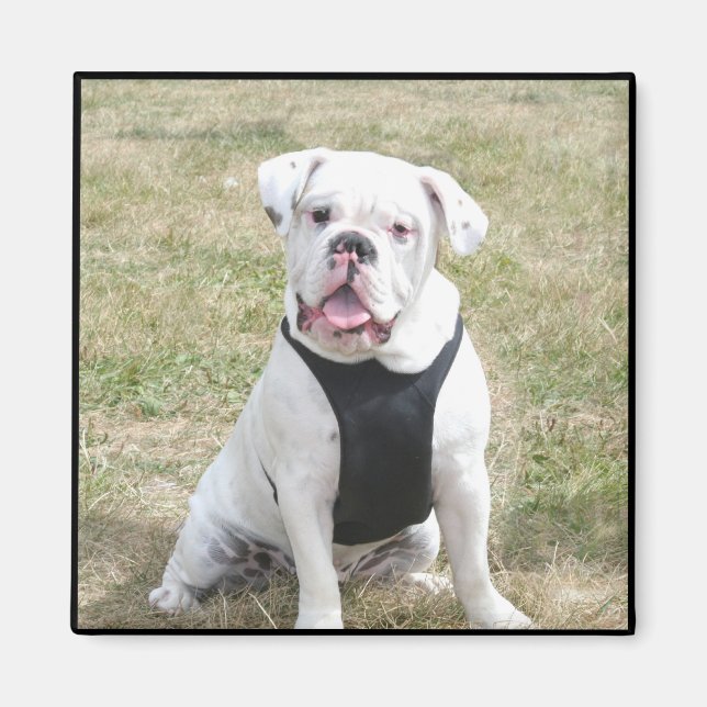 Aimant blanc Bulldog (Devant)