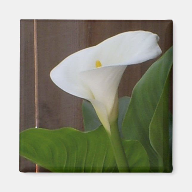 Aimant Blanc Cali Lily (Devant)