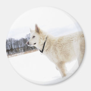 aimant blanc de chien de berger allemand