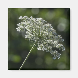 Aimant blanc de fleur sauvage de dentelle de la