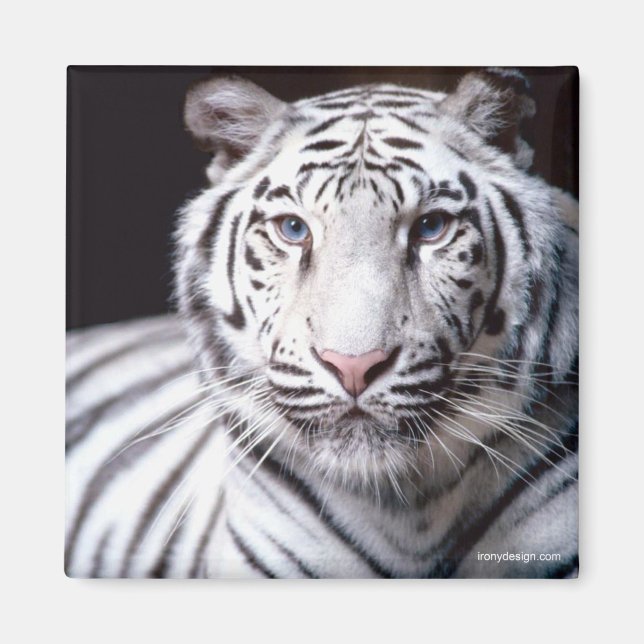 Aimant blanc de tigre du Bengale (Devant)
