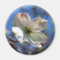 Aimant blanc Fleur de Dogwood