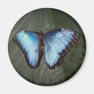 Aimant bleu de papillon de Morpho