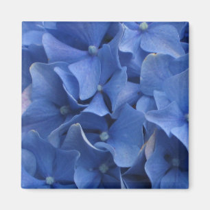Aimant bleu d'hortensias
