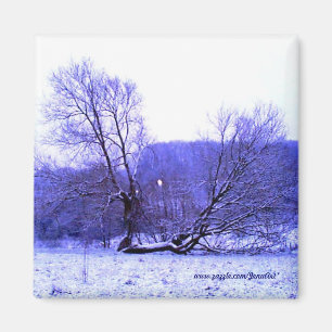 Aimant Bleu tombé d'arbre