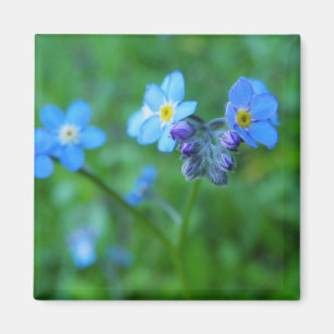 Aimant Bleus de myosotis