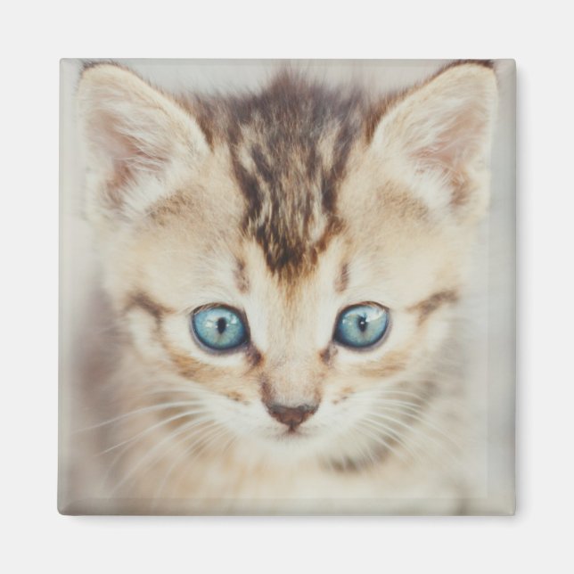 Aimant Blue Eyed (Devant)