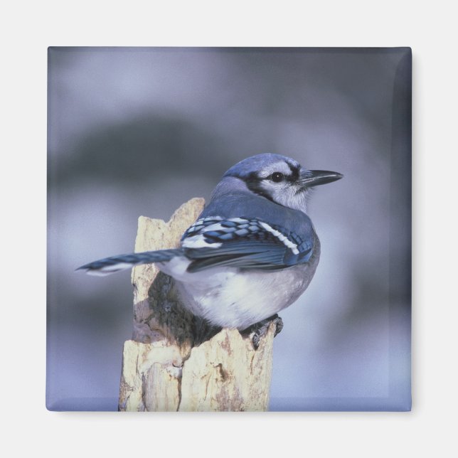 Aimant Blue Jay (Devant)
