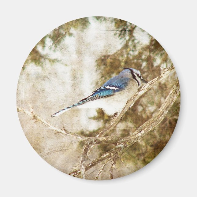 Aimant Blue Jay (Devant)