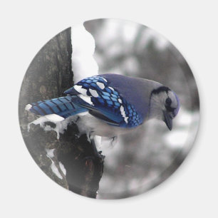 Aimant Blue Jay Bird