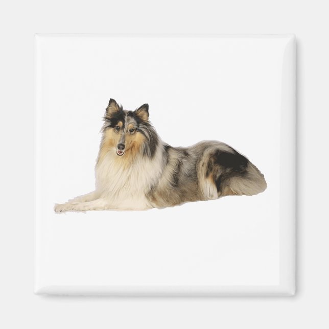 Aimant blue merrough collie laying (Devant)