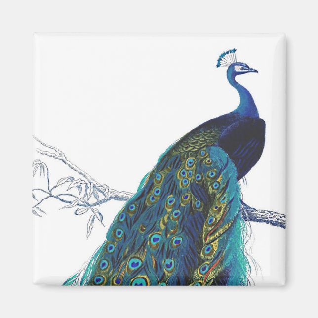 Aimant Blue Peacock with beautiful tail feathers (Devant)