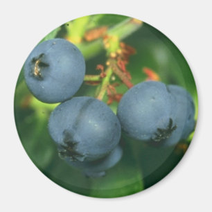 AIMANT BLUEBERRIES