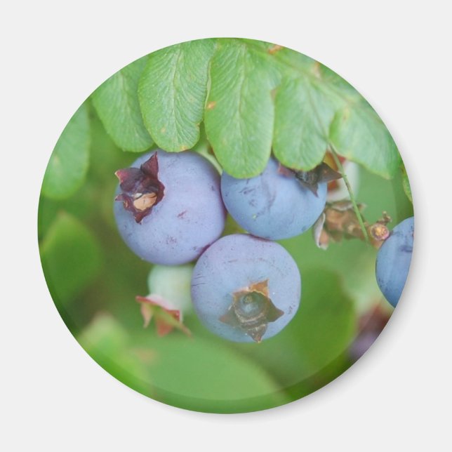 Aimant Blueberry du Maine (Devant)