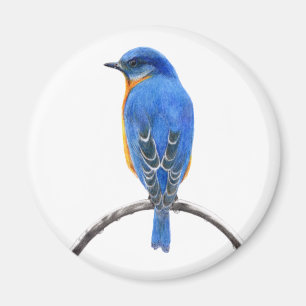 Aimant Bluebird
