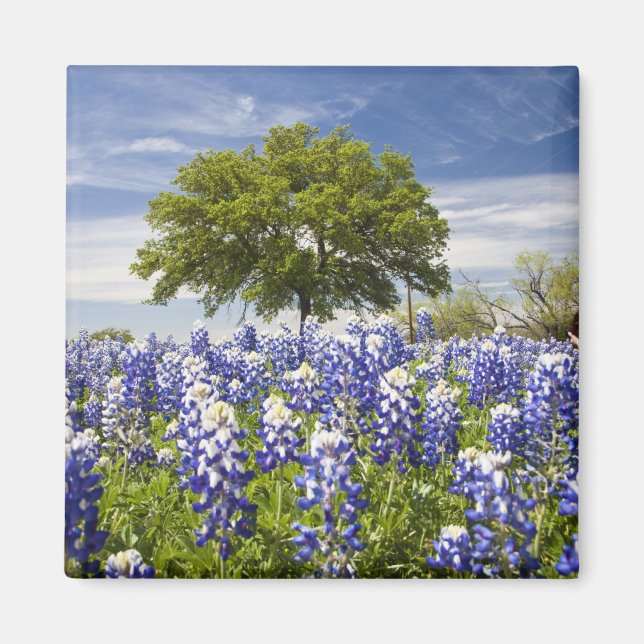 Aimant Bluebonnets du Texas (lupinus texensis) et chêne (Devant)