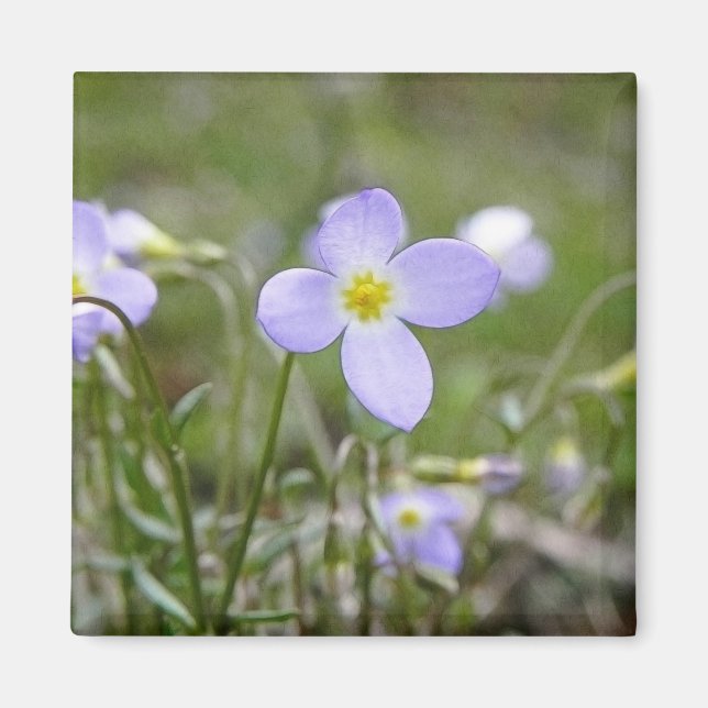 Aimant Bluets - Quaker Ladies (Devant)