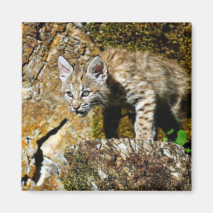 Aimant Bobcat Kitten sur les rochers