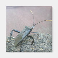 Bogue d'Assasin Noir Adulte (Reduviid)