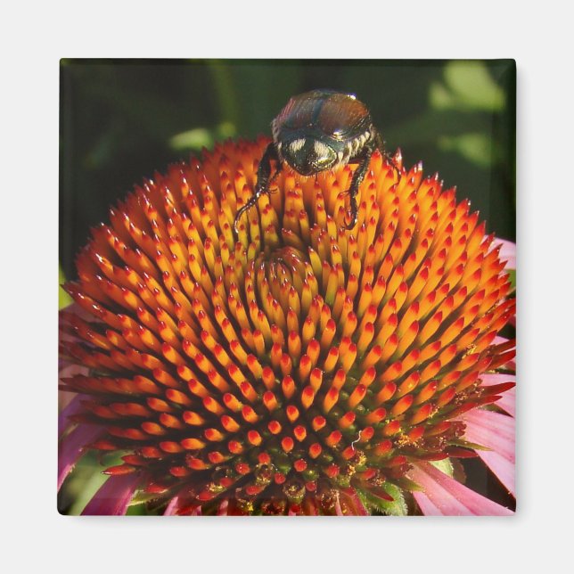 Aimant Bogue sur la fleur (Devant)