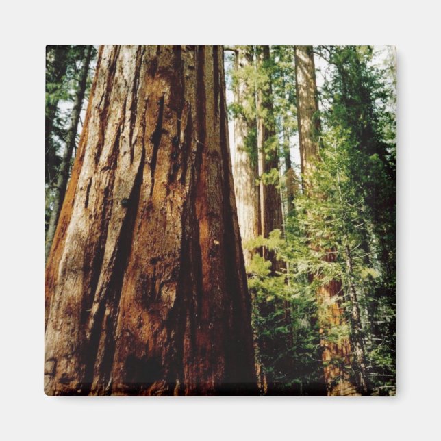 Aimant Bois rouges - Yosemite (Devant)