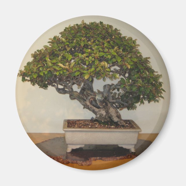 Aimant Bonsai à National Arboretum, Washington D.C. (Devant)