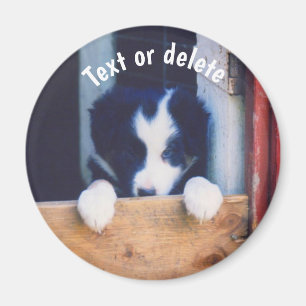 Aimant Border Collie chiot chien personnalisé