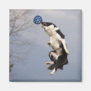 Aimant Border collie juste avant attraper la haute de