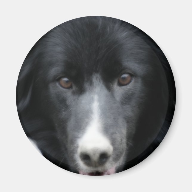Aimant Border collie noir font face à l'aimant de chien (Devant)