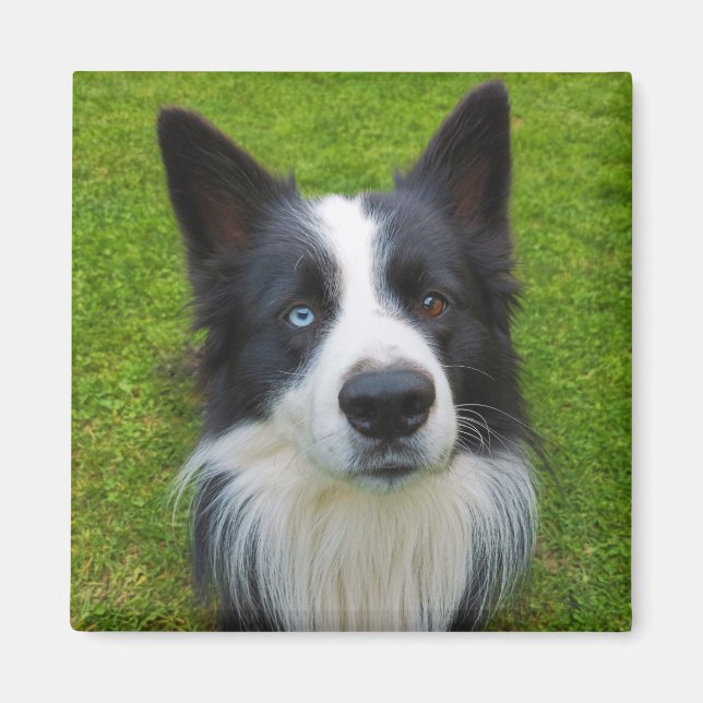 Aimant Bordure Collie (Devant)
