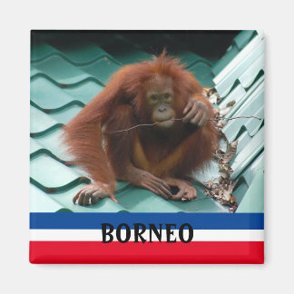 Aimant Borneo Cute Orangutan à Sepilok Souvenir