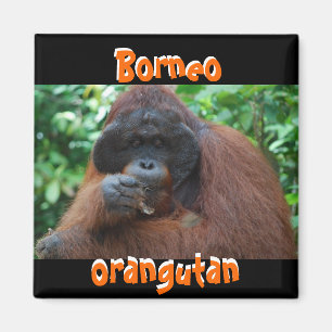 Aimant Borneo Orangutan Homme dans la jungle