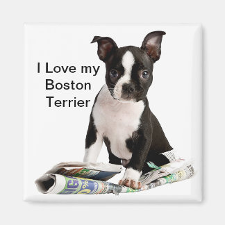 AIMANT BOSTON TERRIER