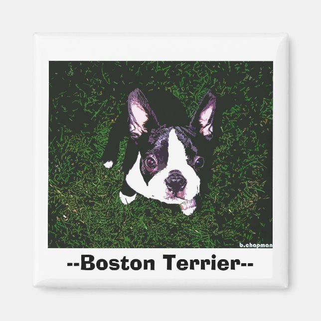 Aimant —Boston Terrier— (Devant)