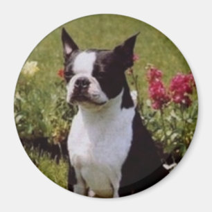 Aimant Boston Terrier dans l'aimant de jardin
