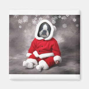 AIMANT BOSTON TERRIER DANS L'ÉQUIPEMENT DE NOËL