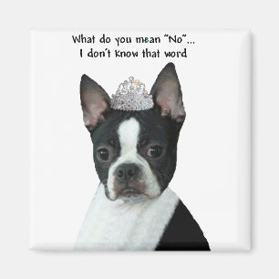 Aimant Boston Terrier : Qu'Est-Ce Que Tu Veux Dire "Non" 